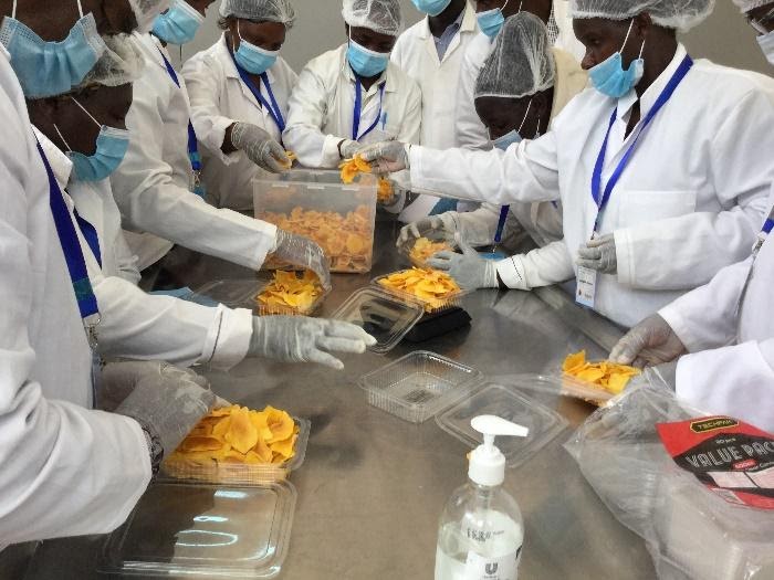 Trainees packaging the dried mango chips and mango rolls from their practical training session