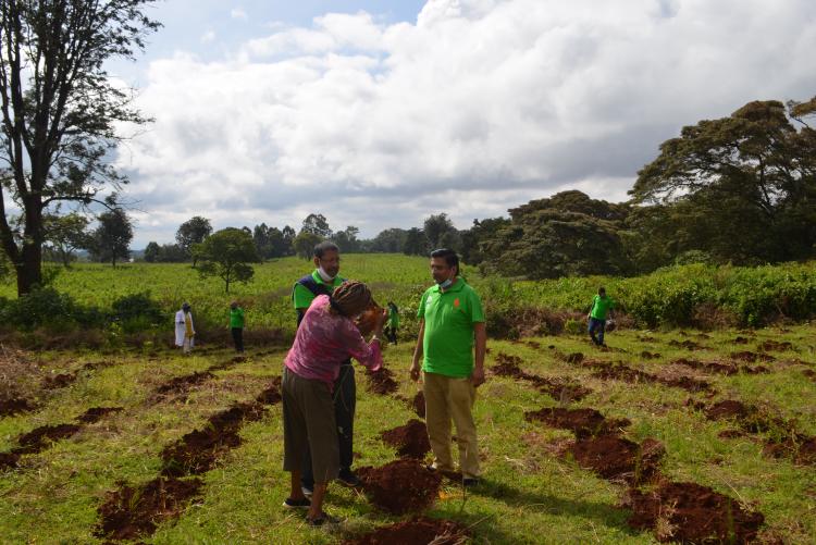 tree planting9