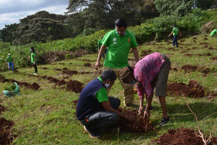 tree planting10