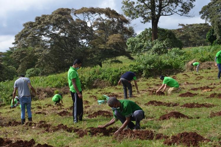 tree planting11