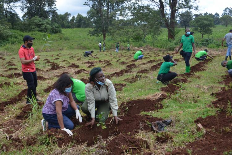 tree planting14