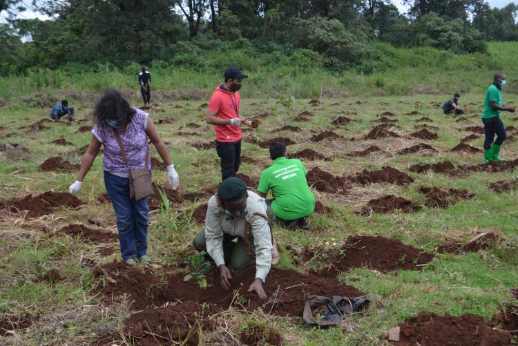 tree planting15