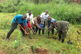 Tree planting